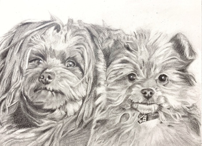 鉛筆画｜アトリエペロロ【公式】 犬の似顔絵・肖像画オーダーメイド