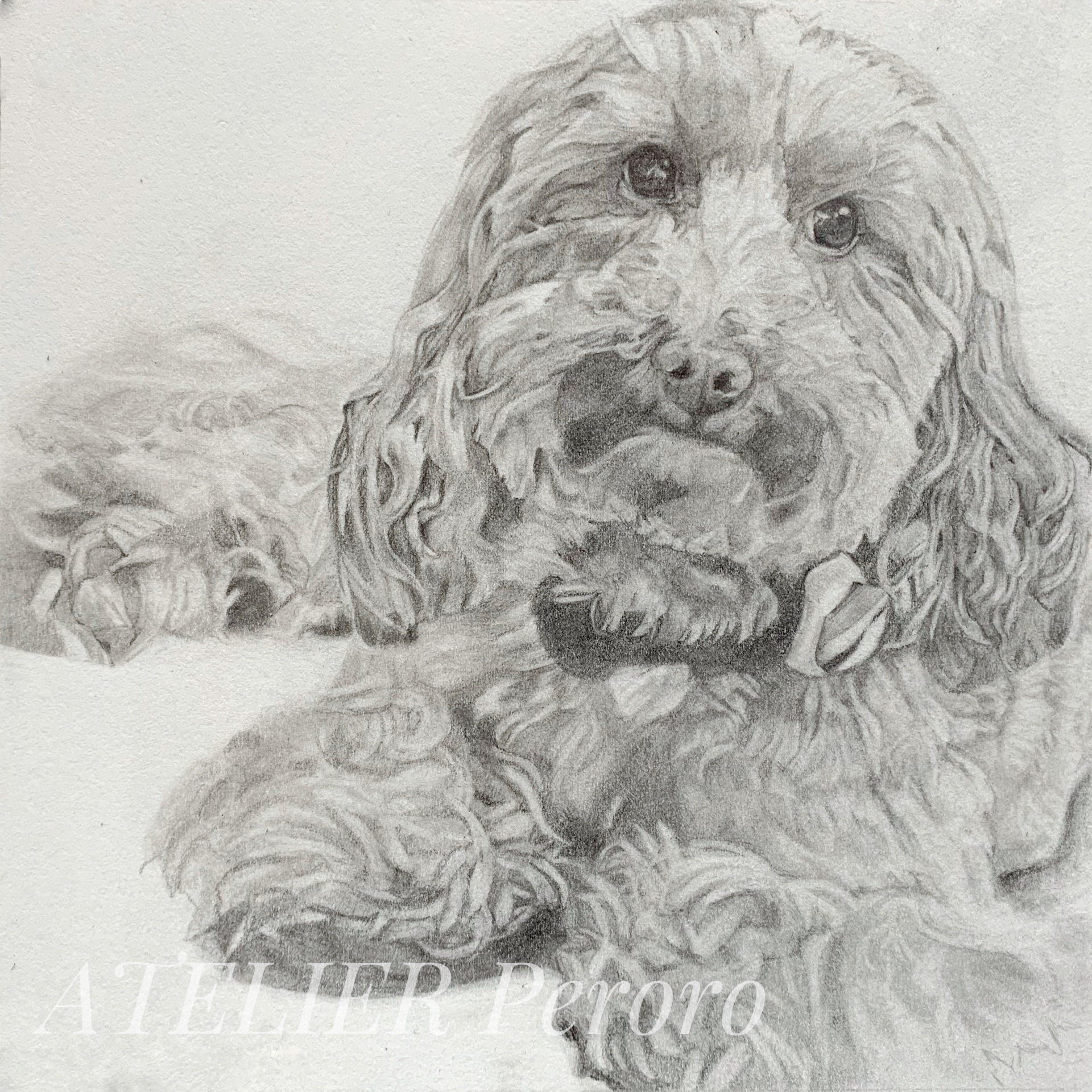 鉛筆画｜アトリエペロロ【公式】 犬の似顔絵・肖像画オーダーメイド